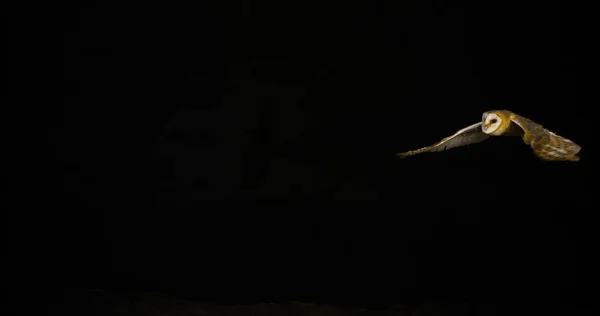 Ahır Baykuşu Tyto Alba Uçan Yetişkin Fransa Normandiya — Stok fotoğraf