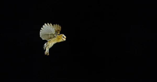 Barn Owl Tyto Alba Взрослый Полете Нормандия Франции — стоковое фото