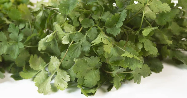 Coriander Coriandrum Sativum Fresh Herbs White Background — Stock Photo, Image