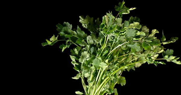Coriander Coriandrum Sativum Fresh Herbs Black Background — Stock Photo, Image