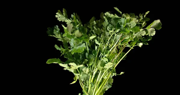 Coriander Coriandrum Sativum Fresh Herbs Black Background — Stock Photo, Image
