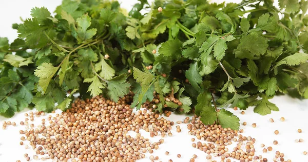 Coriander Coriandrum Sativum Fresh Herbs Seeds White Background — Stock Photo, Image
