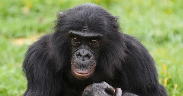 Chimpanzé Pan Troglodytes Retrato Adulto Imagens Royalty-Free