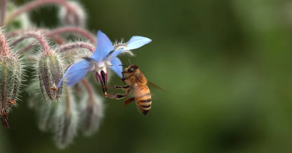 Lebah Madu Eropa Apis Mellifera Lebah Mencari Makan Sebuah Borage Stok Foto