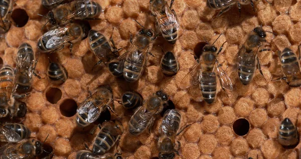 European Honey Bee Apis Mellifera Czarne Pszczoły Dzikim Promieniu Czerw Zdjęcie Stockowe