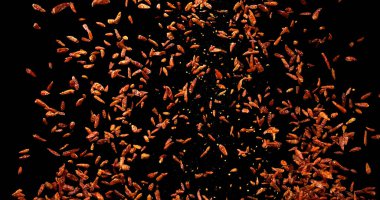 Cayenne Chili Pepper, capsicum frutescens, Kara Arkaplan 'a düşen baharat.