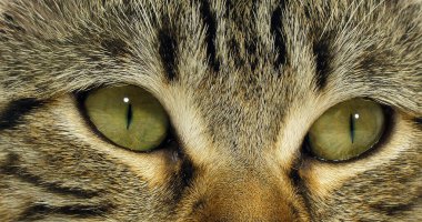 Brown Tabby Domestic Cat, Portrait of A Pussy On White Background, Close up of Eyes