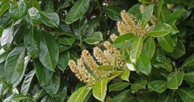 Cherry Laurel veya Laurel Cherry, prunus laurocerasus, Normandiya 'da çiçek açan ağaç.