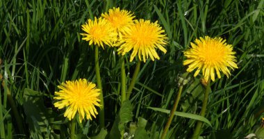 Karahindiba çiçekli çayır, taraxacum officinale, Fransa 'da Normandiya