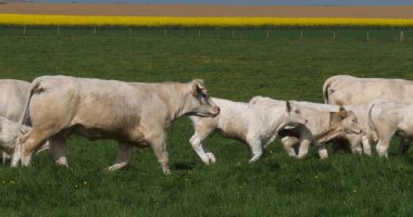 Charolais Sığırları, bir Fransız Türü, Fransa 'da Meadow, Normandiya' da yürüyen bir sürü