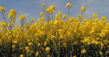 Rüzgar ve Tecavüz Alanı, Brassica Napus, Fransa 'da Normandiya