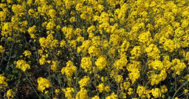 Rüzgar ve Tecavüz Alanı, Brassica Napus, Fransa 'da Normandiya