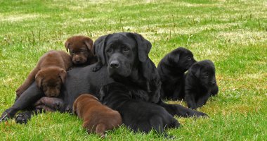 Black Labrador Retriever Bitch and Black and Brown Puppies on the Lawn, Normandy