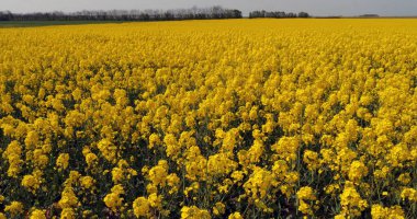 Rüzgar ve Tecavüz Alanı, Brassica Napus, Fransa 'da Normandiya