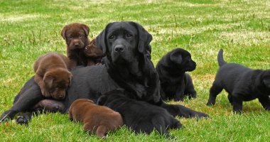Black Labrador Retriever Bitch and Black and Brown Puppies on the Lawn, Normandy