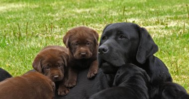 Black Labrador Retriever Bitch and Black and Brown Puppies on the Lawn, Normandy