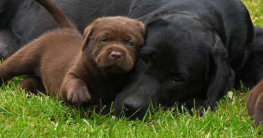 Black Labrador Retriever Bitch and Black and Brown Puppies on the Lawn, Normandy