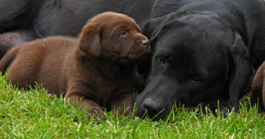 Black Labrador Retriever Bitch and Black and Brown Puppies on the Lawn, Normandy