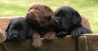Labrador Retriever, Brown and Black Puppies in a Wheelbarrow, Normandy in France