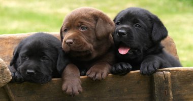 Labrador Retriever, Brown and Black Puppies in a Wheelbarrow, Normandy in France