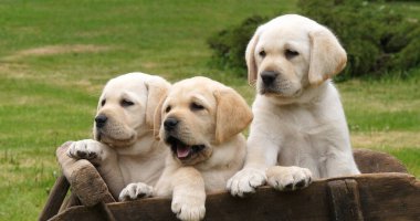 Labrador Retriever, Yellow Puppies At a Wheelbarrow, Normandy in France