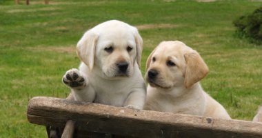 Labrador Retriever, El Arabasında İki Sarı Yavru, Fransa 'da Normandiya