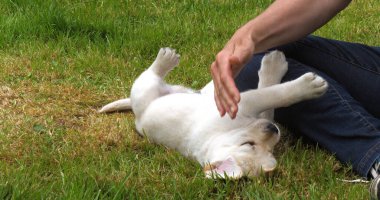 Sarı Labrador Retriever, Yavru Puppy Fransa 'da Normandiya' da, Çimlerde Sahibesiyle Oynuyor