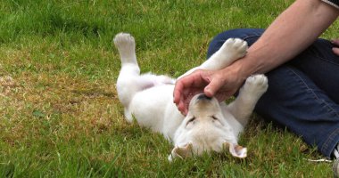 Sarı Labrador Retriever, Yavru Puppy Fransa 'da Normandiya' da, Çimlerde Sahibesiyle Oynuyor