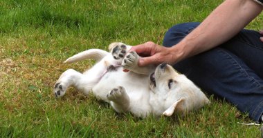 Sarı Labrador Retriever, Yavru Puppy Fransa 'da Normandiya' da, Çimlerde Sahibesiyle Oynuyor