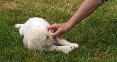 Sarı Labrador Retriever, Yavru Puppy Fransa 'da Normandiya' da, Çimlerde Sahibesiyle Oynuyor