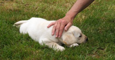 Sarı Labrador Retriever, Yavru Puppy Fransa 'da Normandiya' da, Çimlerde Sahibesiyle Oynuyor