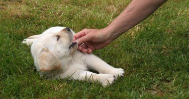 Sarı Labrador Retriever, Yavru Puppy Fransa 'da Normandiya' da, Çimlerde Sahibesiyle Oynuyor