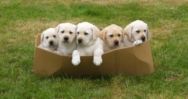 Sarı Labrador Retriever, Yavrular Sepette Oynuyor, Normandiya Fransa 'da