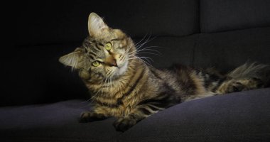 Kahverengi Benekli Tabby Maine Rakun Evcil Kedi, Siyah Arkaplan 'a karşı yatan Erkek, Fransa' da Normandiya