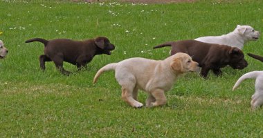 Sarı Labrador Retriever ve Kahverengi Labrador Retriever, Çimlerde Oynayan Yavrular Grubu, Fransa 'da Normandiya