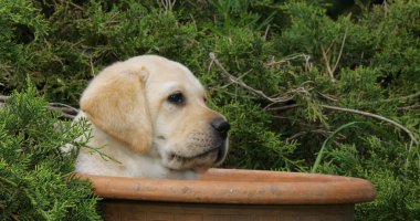 Sarı Labrador Retriever, Köpek Yavrusu Saksıda Oynuyor, Normandiya