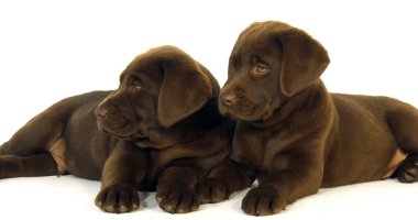 Kahverengi Labrador Retriever, Beyaz Arkaplanda Yavrular, Normandiya