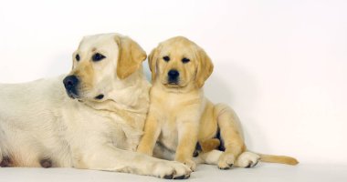 Yellow Labrador Retriever, Bitch and Puppy on White Background, Normandy