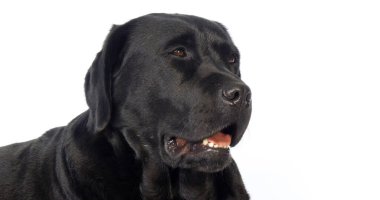 black Labrador Retriever, Portrait of Bitch on White Background, Normandy