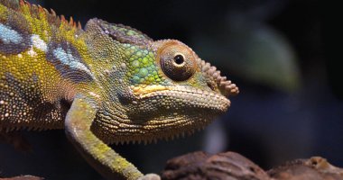 Panter Chameleon, furcifer pardalis, Madagaskar Şubesi 'nde duran yetişkin.