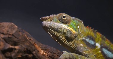 Panter Chameleon, furcifer pardalis, Madagaskar Şubesi 'nde duran yetişkin.