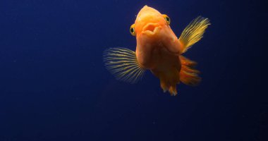 Midas Cichlid, AmPhilophus Citrinellus, Tatlı Su Akvaryumu 'nda yüzen balık.