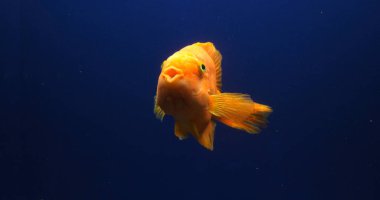 Midas Cichlid, AmPhilophus Citrinellus, Tatlı Su Akvaryumu 'nda yüzen balık.