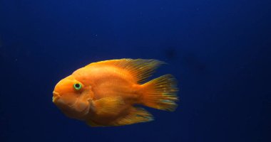 Midas Cichlid, AmPhilophus Citrinellus, Tatlı Su Akvaryumu 'nda yüzen balık.