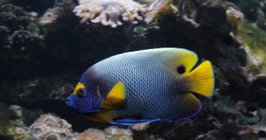 Mavi yüzlü melek balığı, pomacanthus xanthometopon, Mercan yakınında yetişkin, Hint Okyanusundan balık