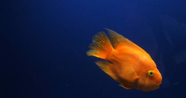 Midas Cichlid, AmPhilophus Citrinellus, Tatlı Su Akvaryumu 'nda yüzen balık.