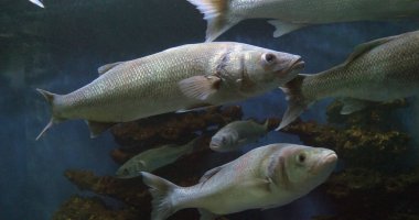Sea Bass, dicentrarchus labrax, Grup Yüzme