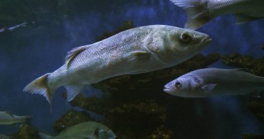 Sea Bass, dicentrarchus labrax, Grup Yüzme
