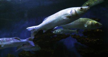 Sea Bass, dicentrarchus labrax, Grup Yüzme