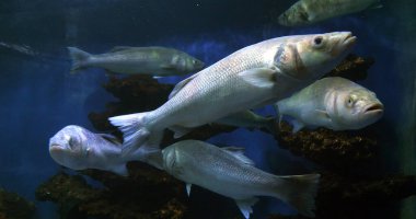 Sea Bass, dicentrarchus labrax, Grup Yüzme